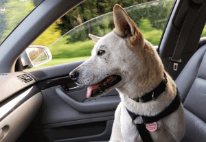 dog car travel accessories