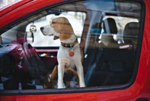 how to keep your dog cool in the car