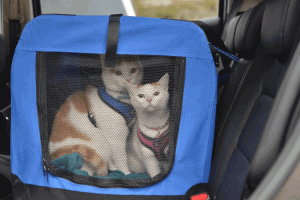 best cat carrier for long distance car travel