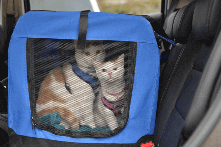 13 Best Cat Carrier For Long Distance, Best Car Seat For Long Distance Travel