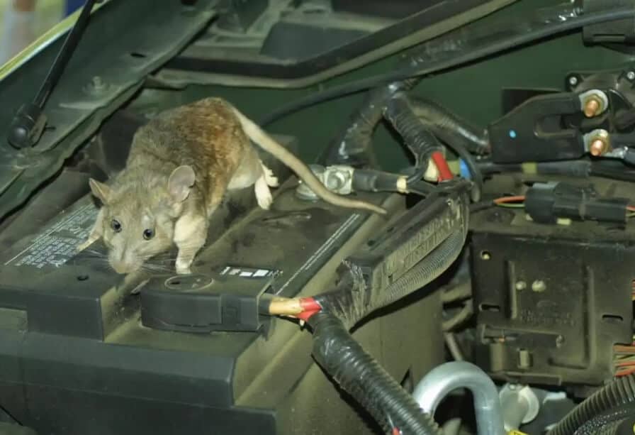 how to keep mice out of car engine