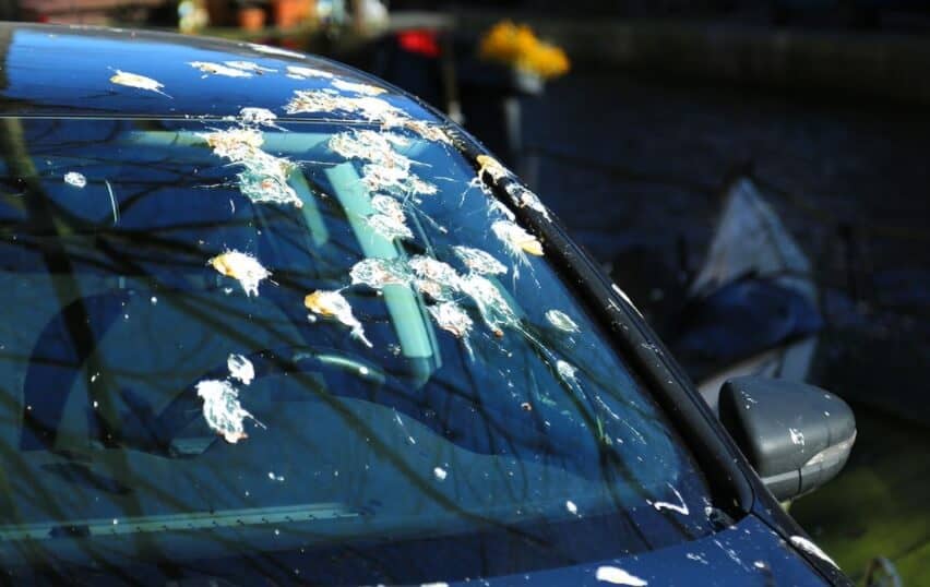 how to remove bird poop stains from car