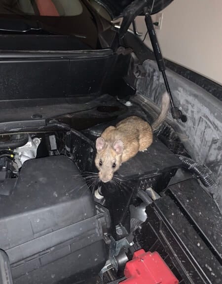 rodents eating car wiring